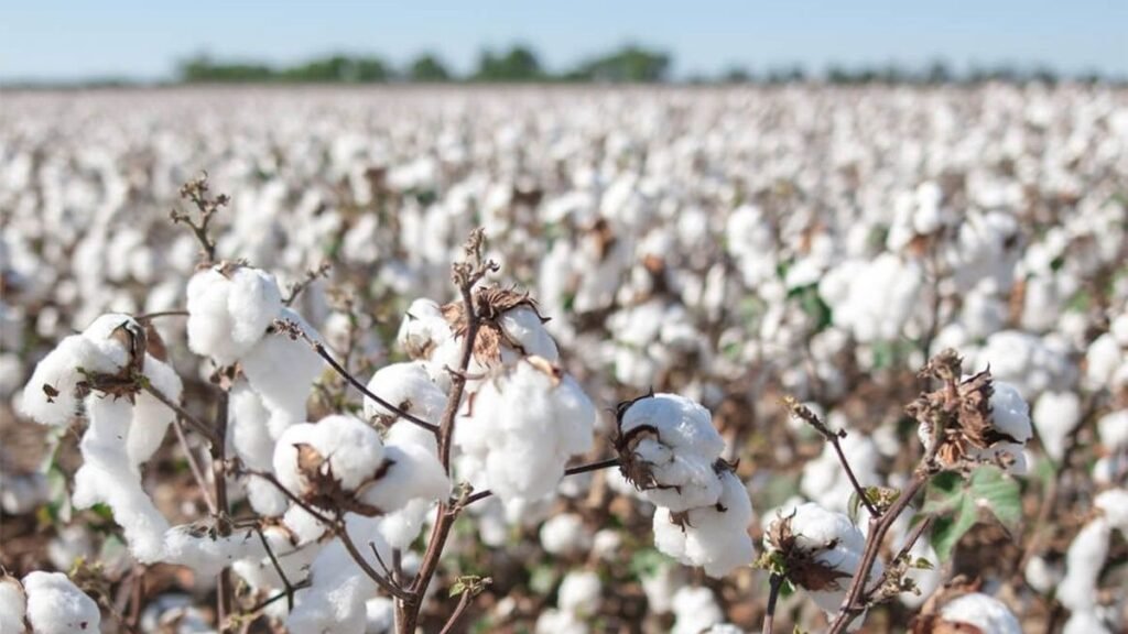 Día Mundial del Algodón: incertidumbre en la cadena algodonera santafesina