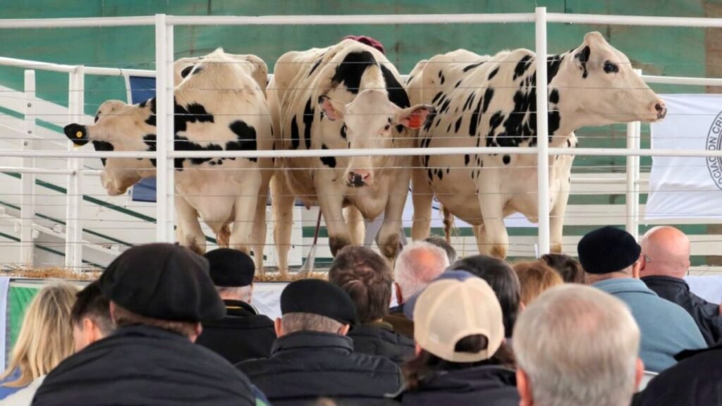Impulsan un programa de mejoramiento genético para la lechería