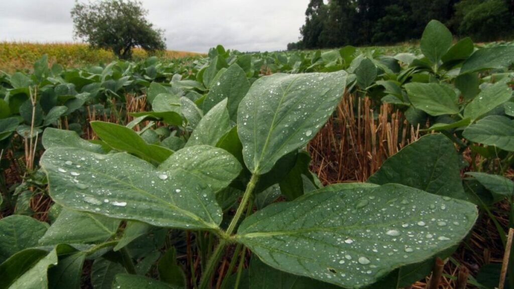 Verano rural en Santa Fe: qué anticipan los pronósticos climáticos a corto y mediano plazo