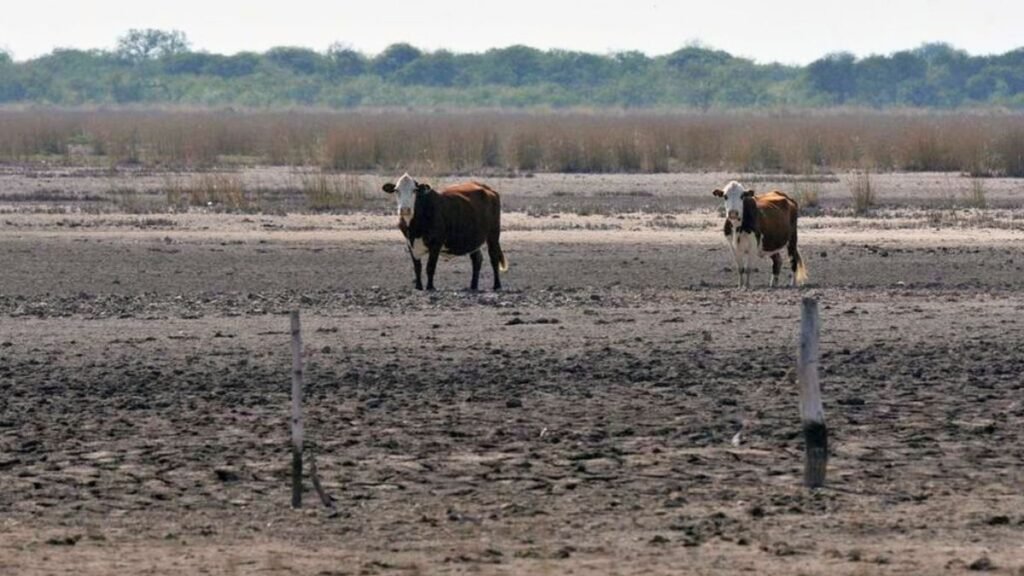 Emergencia agropecuaria: Nación avaló la prórroga por sequía en el norte santafesino