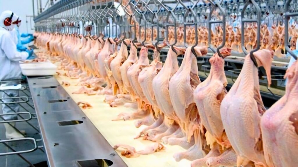 Récord de consumo de pollo en Argentina: ¿cómo puede crecer la industria de Santa Fe?