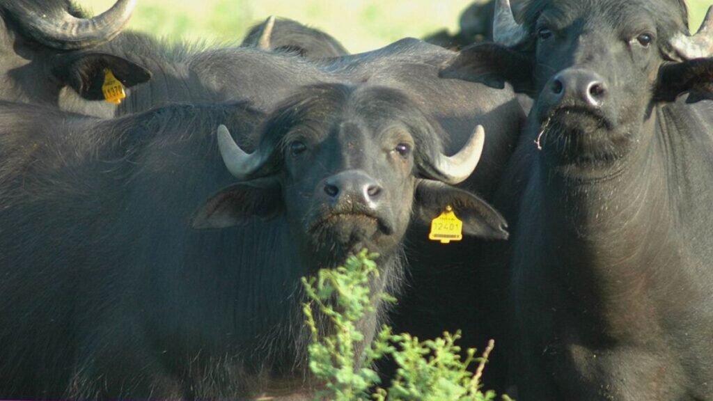 Ganadería bubalina: Santa Fe realizará su primer encuentro técnico provincial