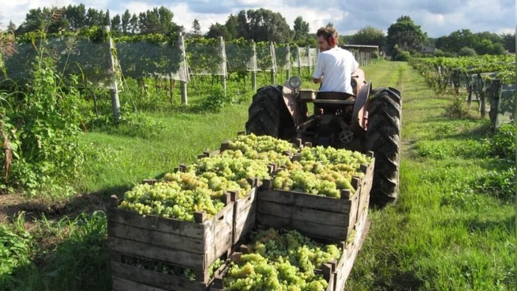La cosecha vitivinícola en Argentina crecerá 10% en 2025, pero el sector pide bajar impuestos y los costos logísticos