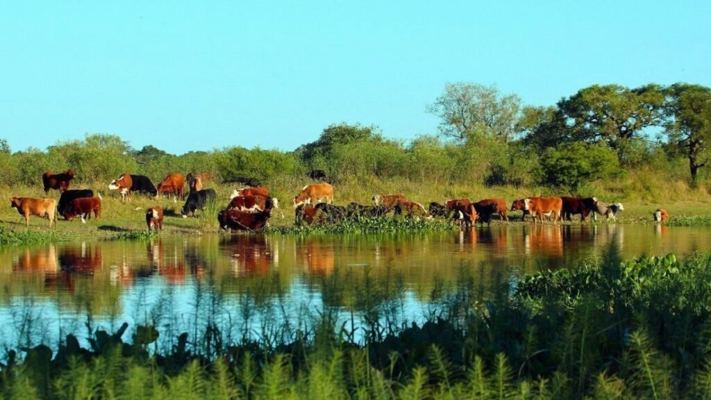 San Javier será sede del 1° Simposio sobre Ganadería en Humedales