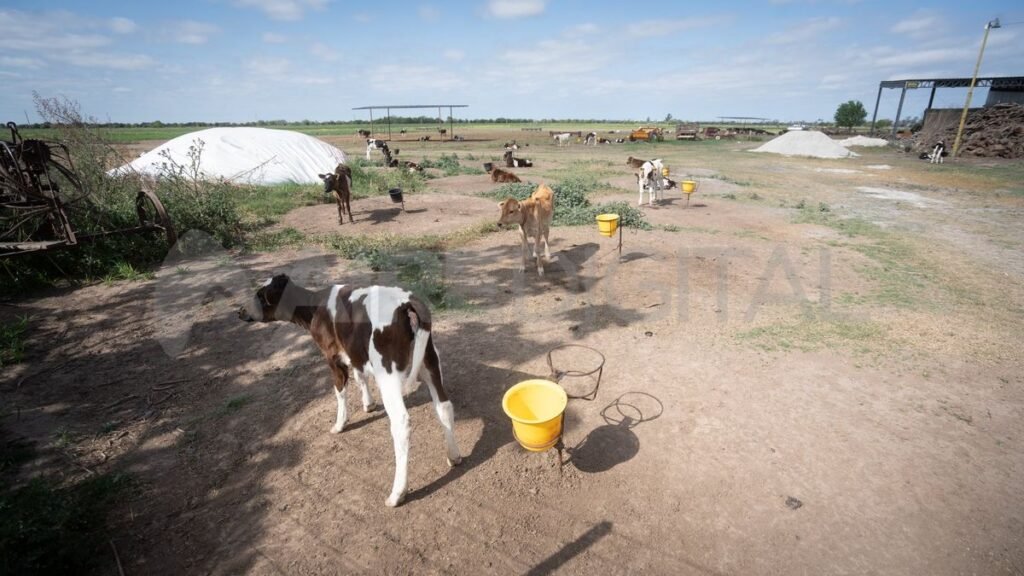 TodoLáctea 2025: proponen una guachera sin estacas en el tambo