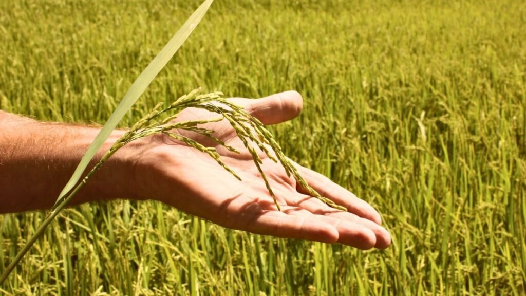 Santa Fe en el semáforo de Coninagro: arroz y papa en rojo, algodón y leche en amarillo