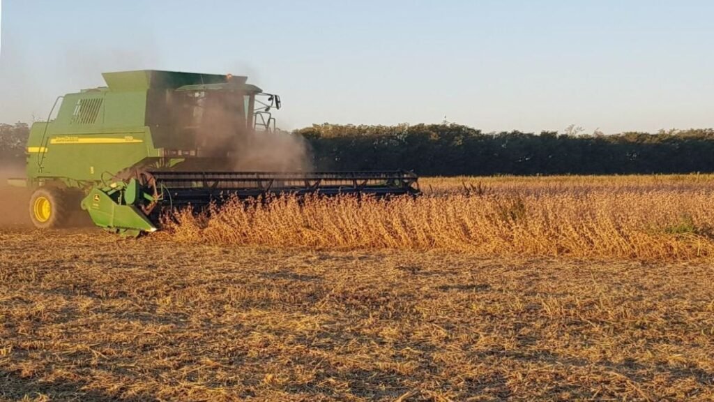 La cosecha de maíz y soja temprana avanza con buenos rindes en el centro norte santafesino