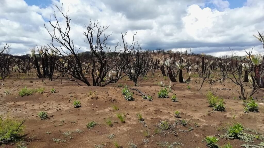 Cómo los incendios en Córdoba afectan el ciclo del agua y causan más erosión