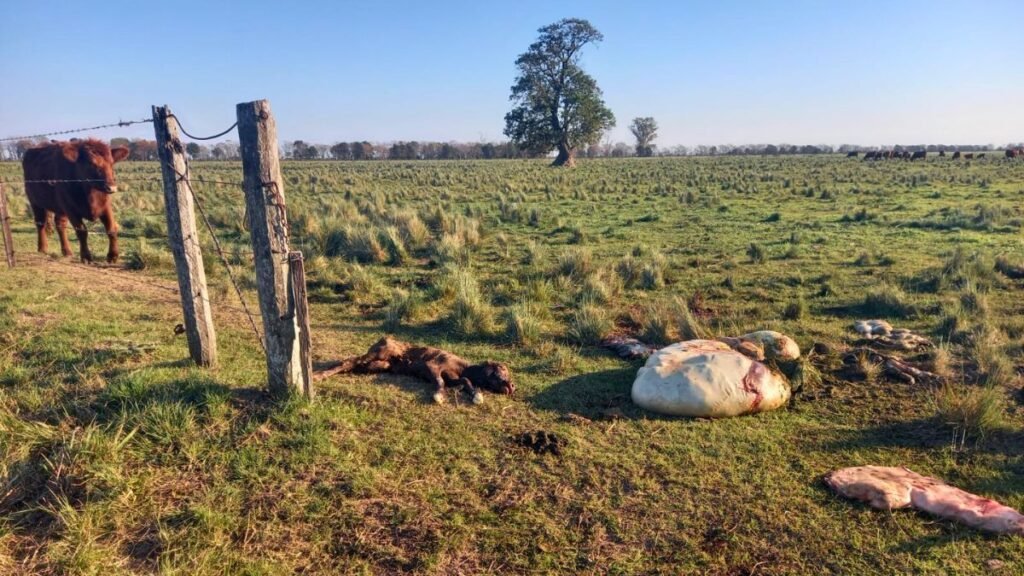 Entre robos y abandono: en Santa Fe el agro enfrenta la inseguridad con resignación
