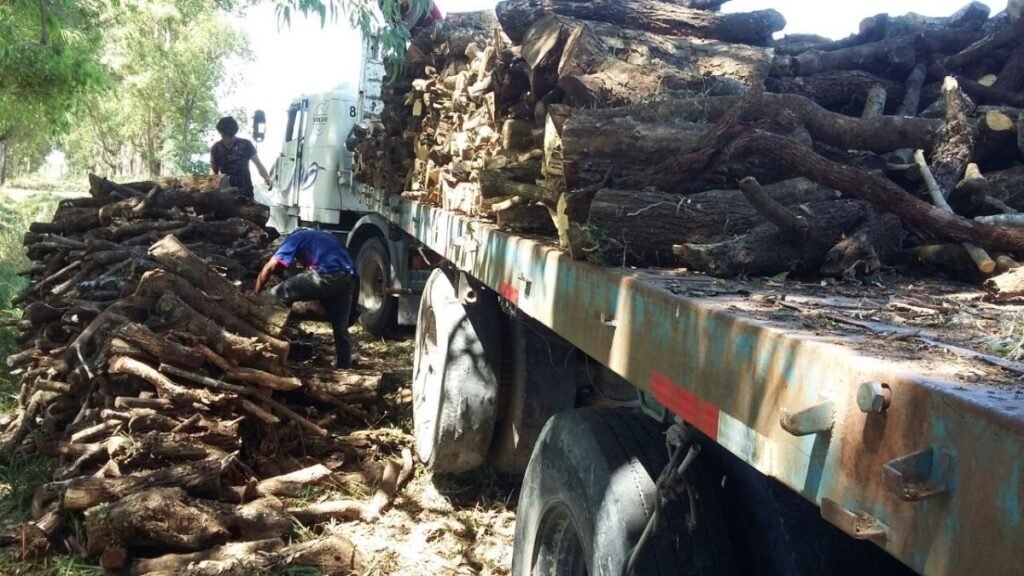 Medio ambiente: reclaman una implementación más flexible de la Ley de Bosques en el norte de Santa Fe