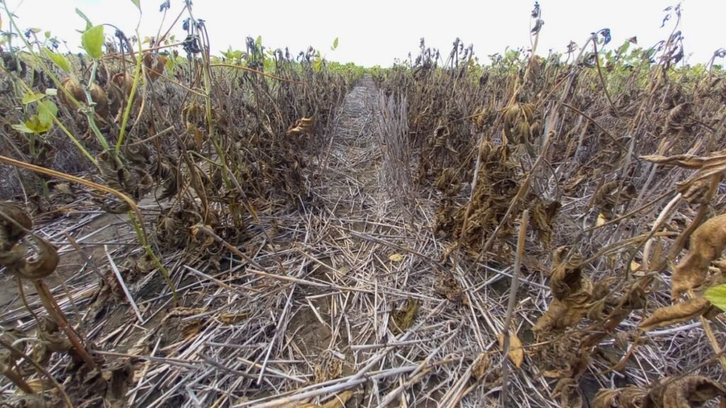 Ruta 70: la línea que divide el éxito y el fracaso de la soja en Santa Fe