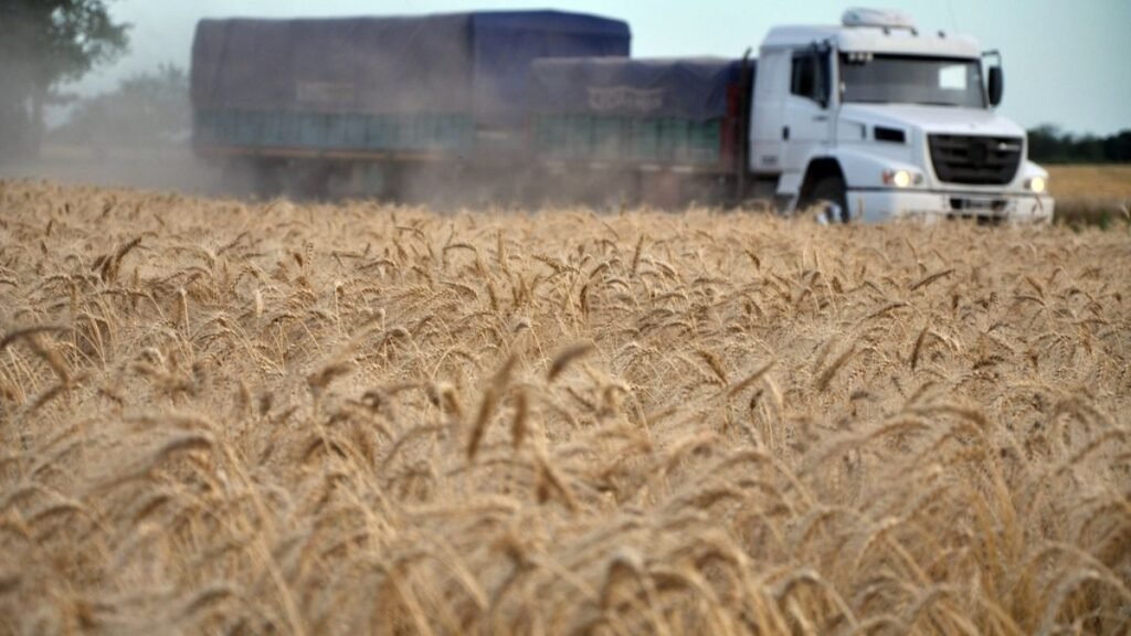 Las heladas reactivan la siembra de trigo y aceleran el final de la cosecha en la región núcleo