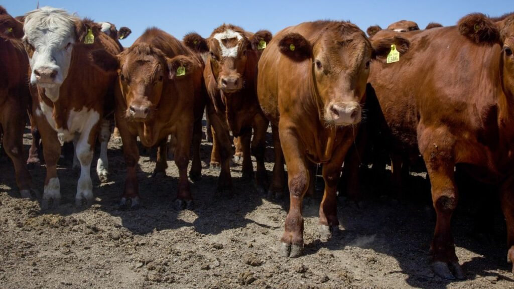 Producción de carne bovina: por qué Argentina necesita mejorar el destete y el peso de faena