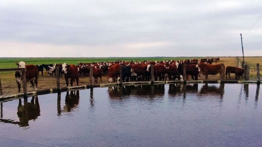 El INTA apuesta por la tecnología con una plataforma de planificación hídrica para ganaderos