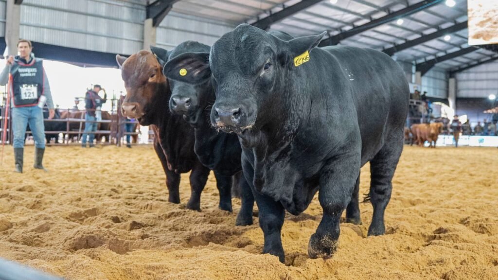 Orgullo santafesino: Los Guasunchos y Don Pedro, en el podio de los terneros Brangus
