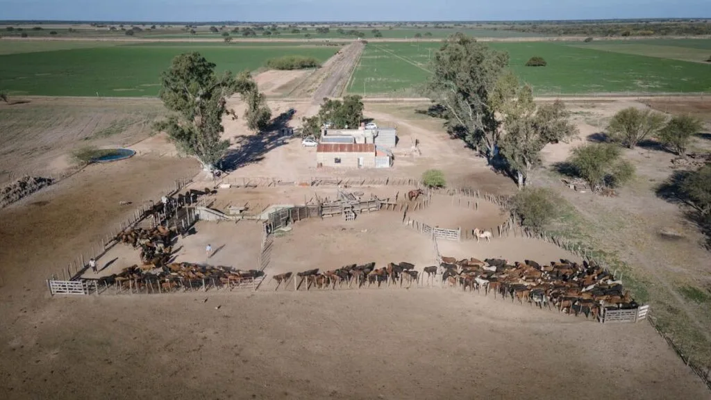 Ganadería en Santa Fe: cómo los precios de la hacienda impulsan el valor de los campos