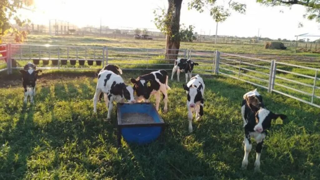 El INTA Rafaela evalúa implementar corrales colectivos portátiles para mejorar el bienestar animal en lechería