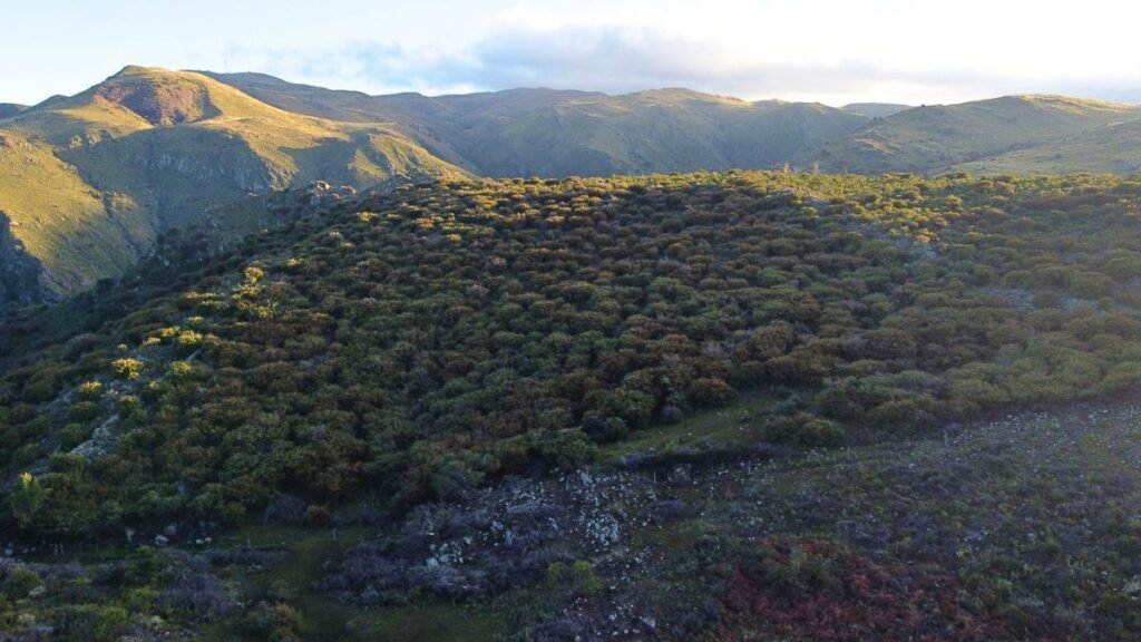 Especies invasoras vs. ganadería: exitoso control químico en las Sierras de Córdoba