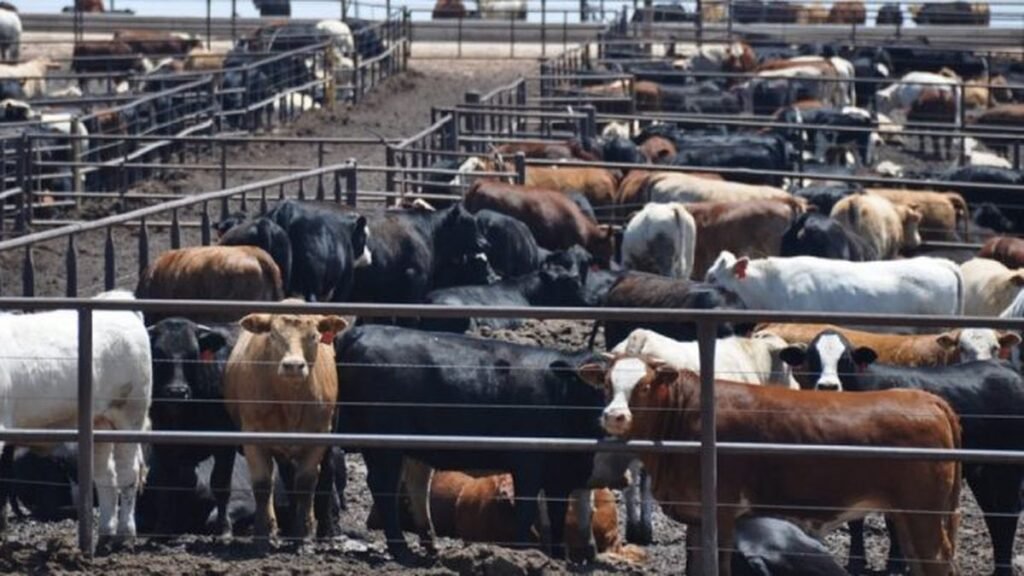 Ganadería 2025: alta rentabilidad, fuerte demanda interna y exportación en crisis