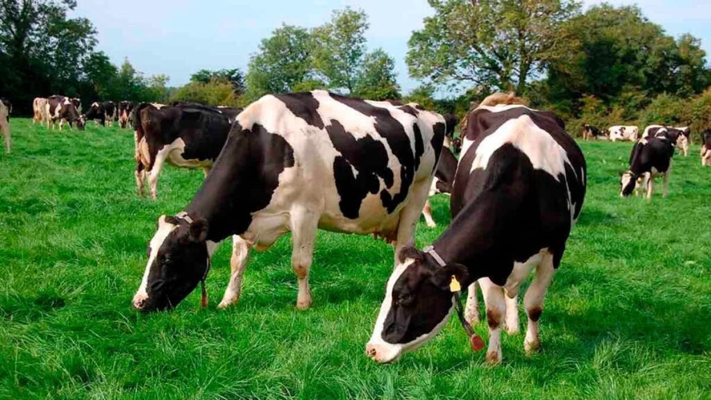 Rafaela se prepara para el 5° Seminario Internacional de Lechería