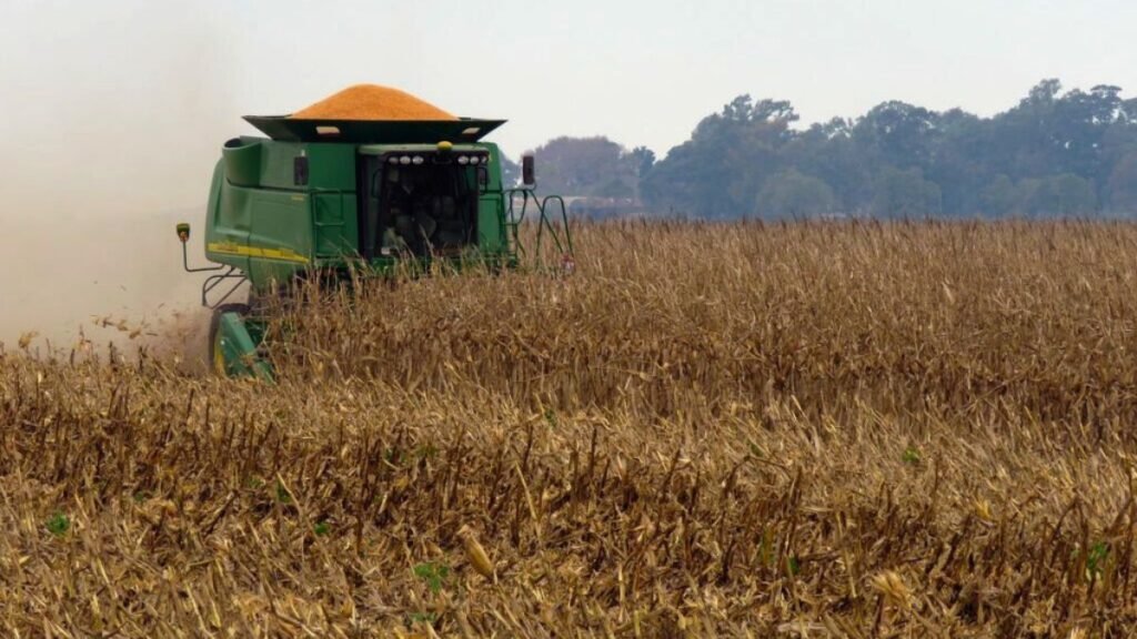 Maíz en Santa Fe: por qué la cosecha 2024-25 superó a la anterior en rentabilidad