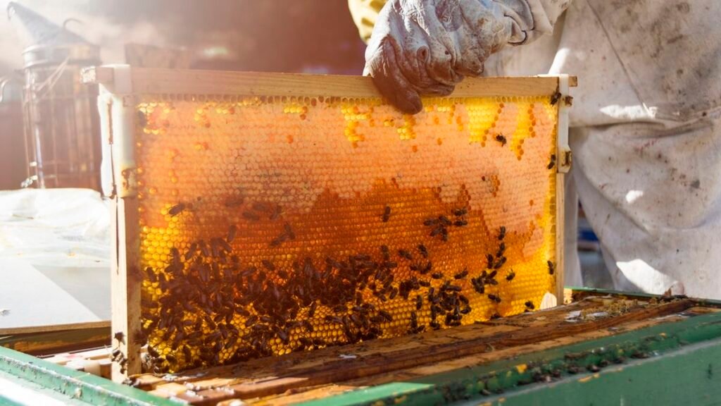 “Los tiempos de las abejas no son los de la política”: fuerte reclamo de apicultores al Gobierno santafesino