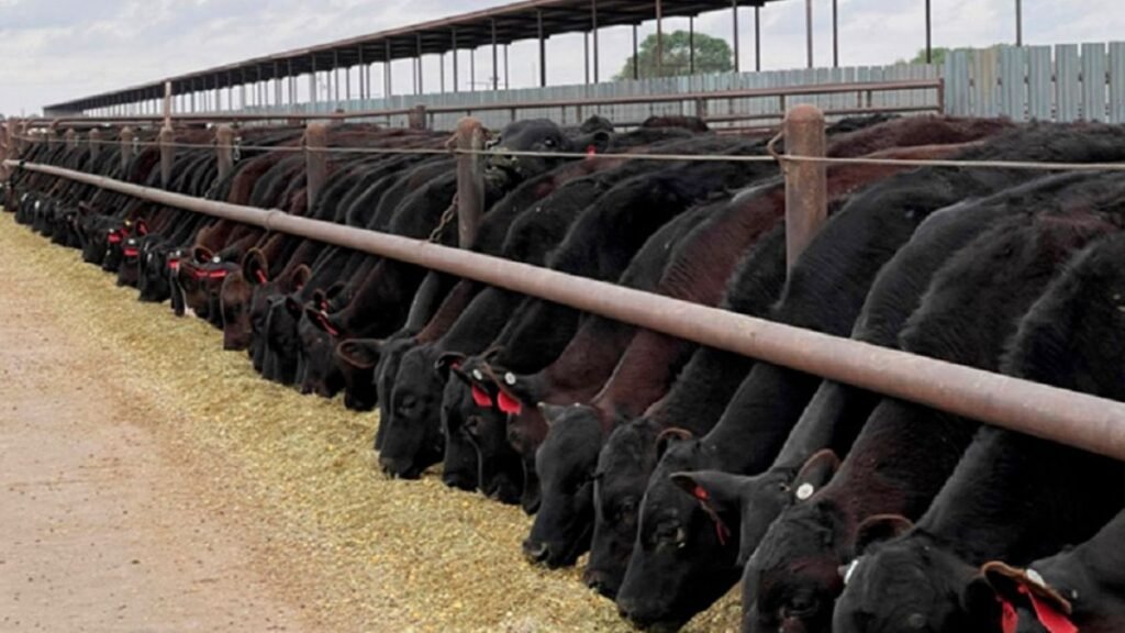 El negocio de la carne en sistemas lecheros: una oportunidad en crecimiento