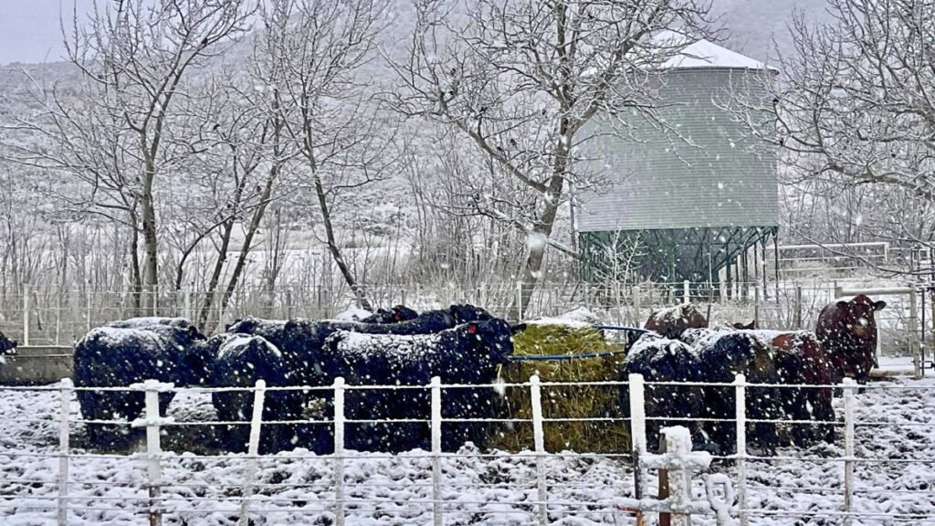 Bajo la nieve, los Angus resisten: así es el invierno en una cabaña patagónica