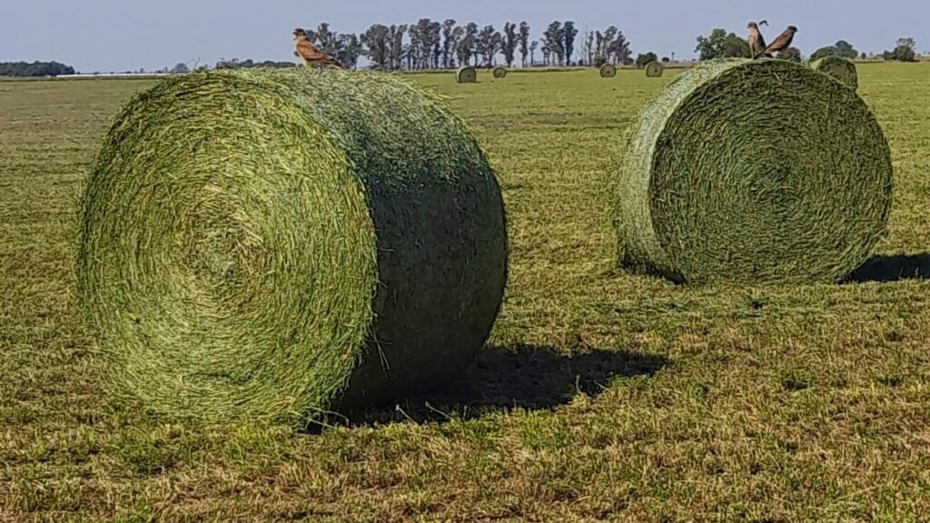 Alfalfa de exportación: los secretos para cumplir los estándares internacionales y ganar más que con la soja