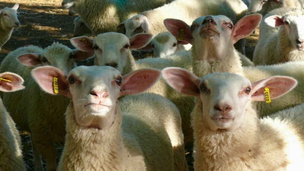 Fin del régimen nacional ovino-caprino: Santa Fe toma la posta con un programa provincial