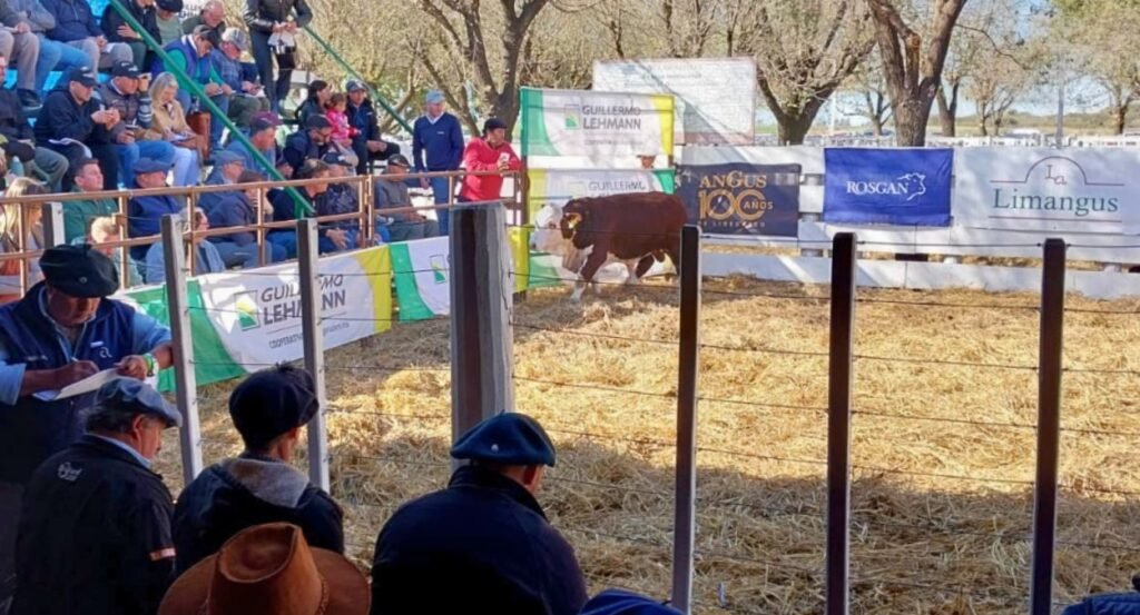 Remate de la Cámara de Cabañas en Emilia: en kilos de novillo, los toros subieron 70% en un año