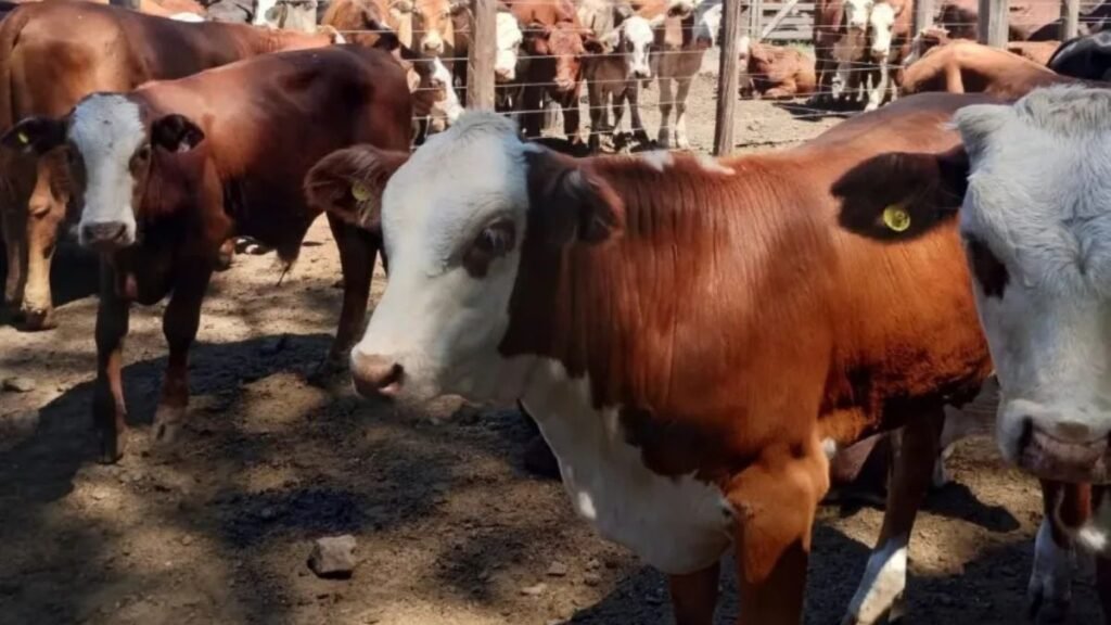 Remates ganaderos en AgroActiva 2025: conocé la agenda completa