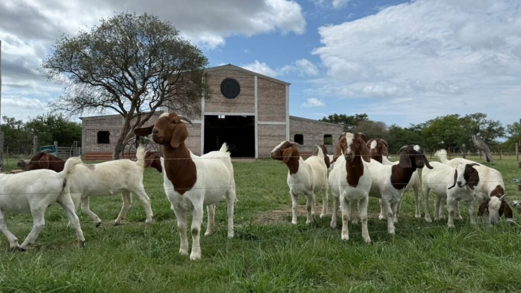 Ovinos y caprinos toman protagonismo en AgroActiva 2025: genética, exposición y remates