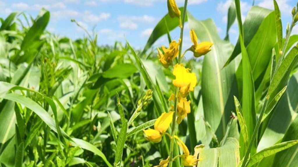 Corredores biológicos y asociación de cultivos: una agricultura con menos agroquímicos y fertilizantes