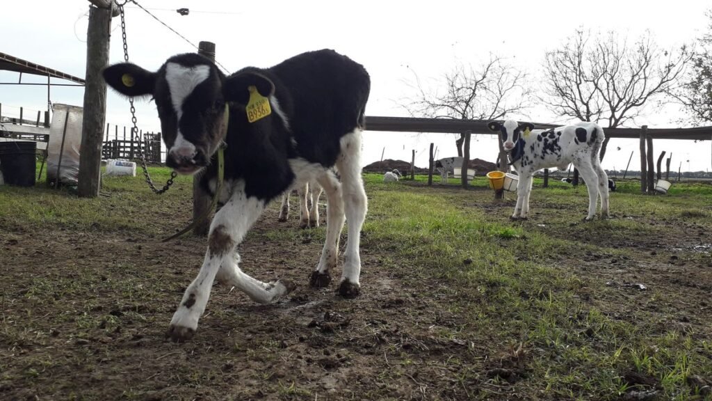 Tambos chicos en la lechería argentina: por qué el manejo es clave para seguir adelante