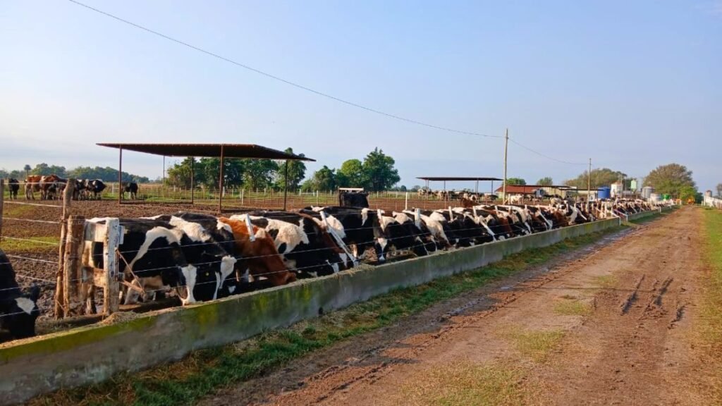 La ganadería redefine su calendario: recría, feedlot y el impacto en los precios