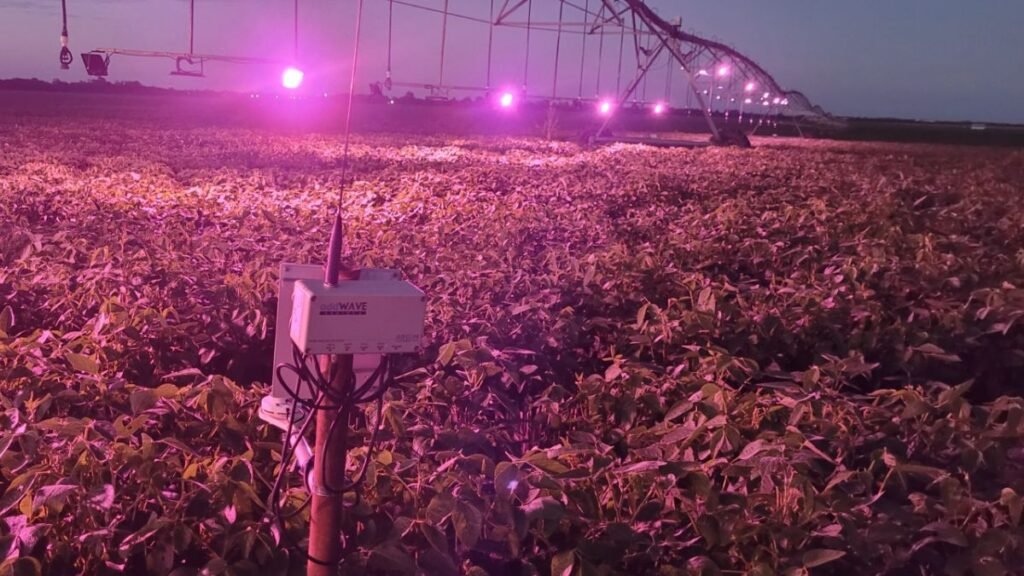 La revolución LED en el agro: cultivos que brillan de noche y rinden más