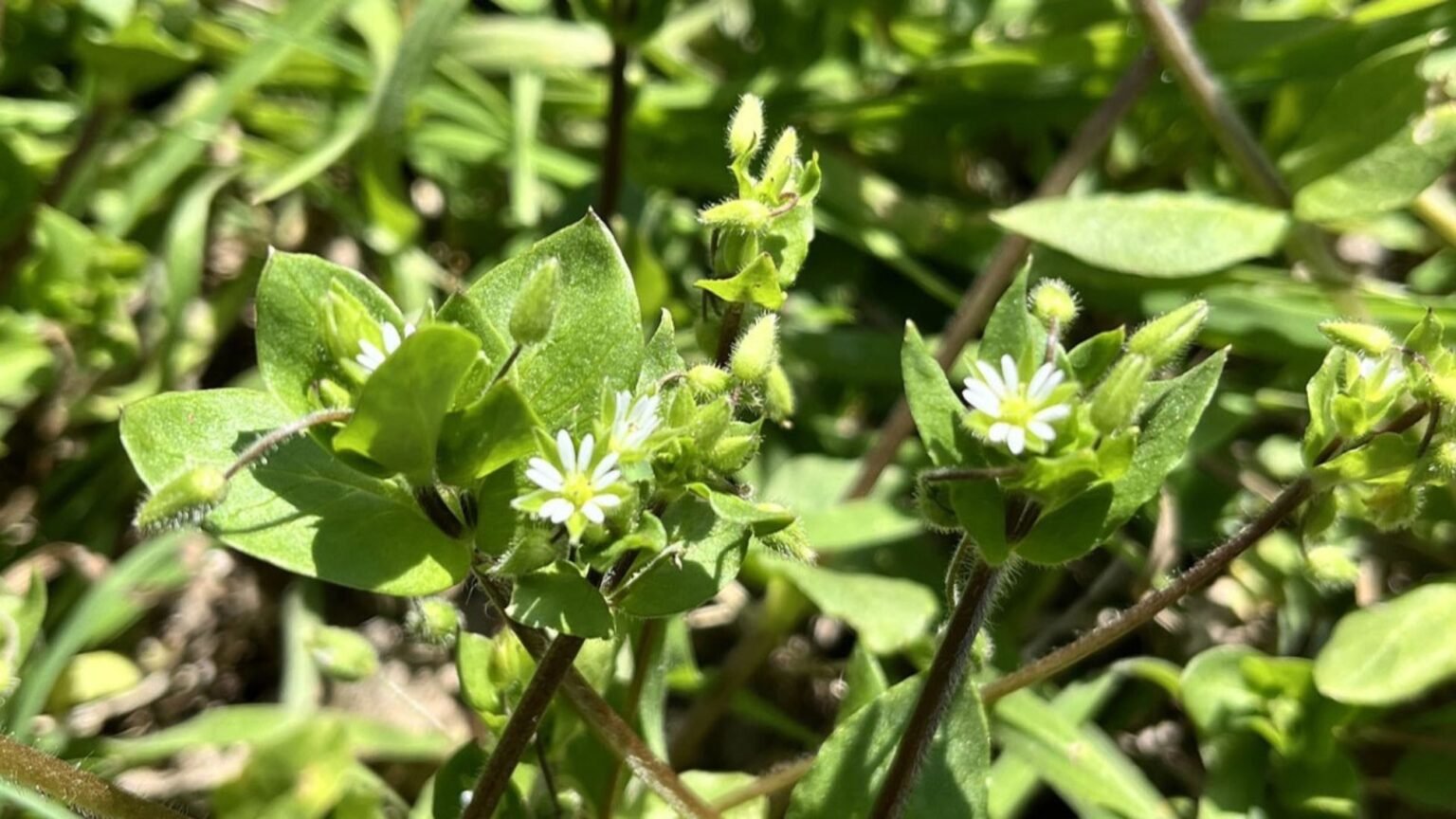 Malezas que potencian los rindes: un proyecto internacional desafía el paradigma agroecológico