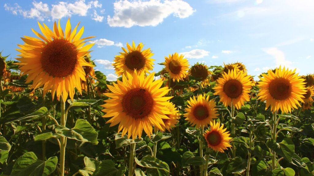 El boom del girasol: se alinearon los planetas