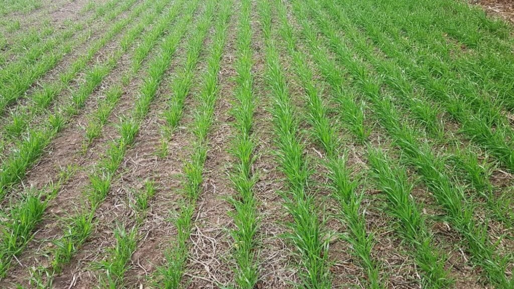 Las lluvias beneficiaron al trigo en Santa Fe, pero con montos irregulares según la región