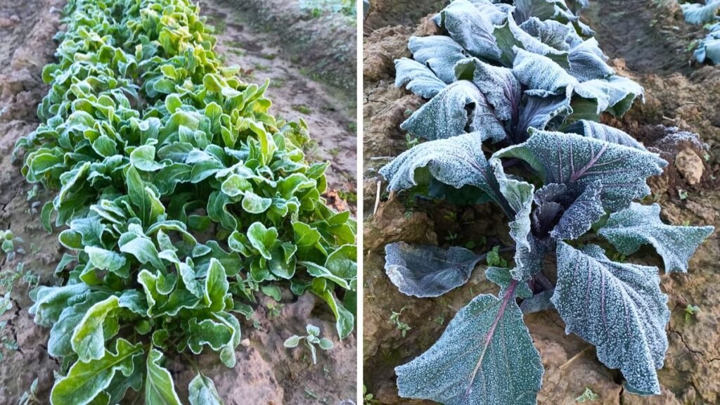 Heladas en Santa Fe: cómo afectaron a las verduras del cinturón verde y a las frutillas de Coronda