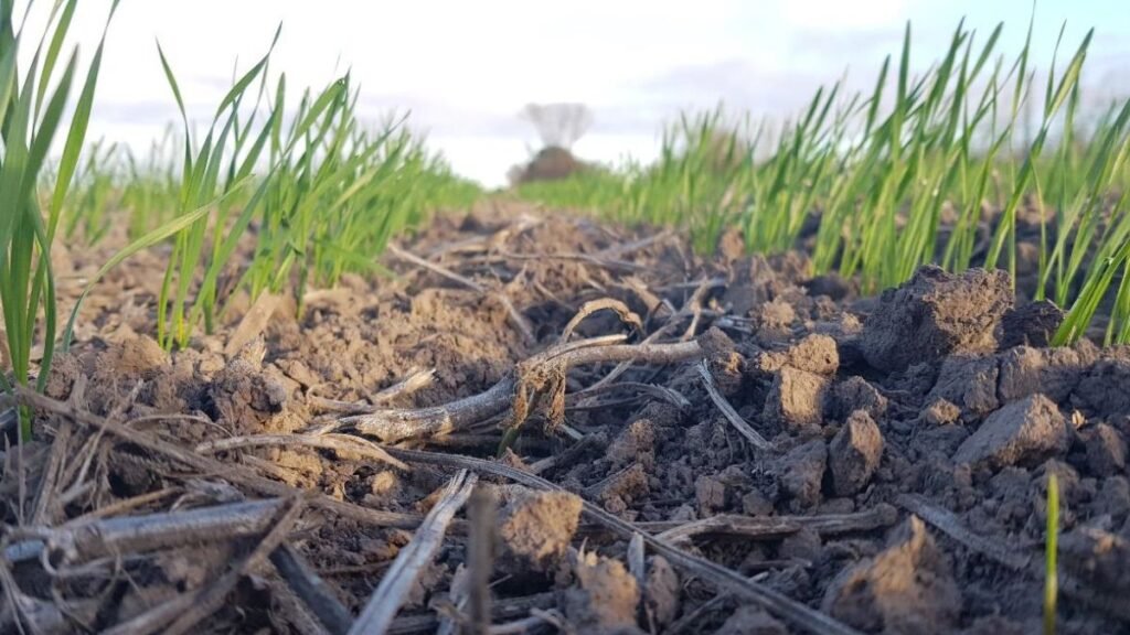 Un julio distinto: lluvias inusuales potencian las perspectivas de la campaña triguera