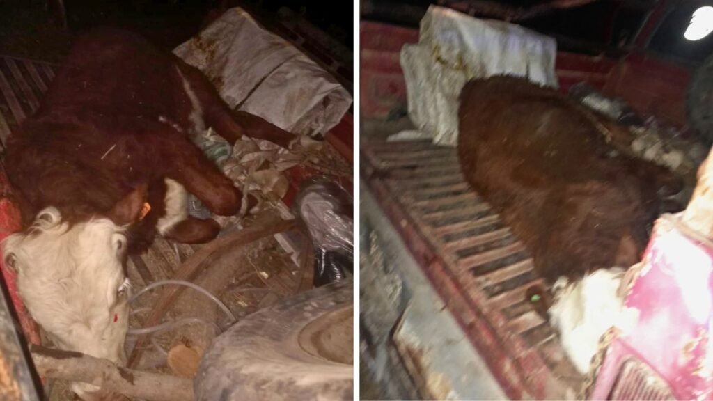 Cayó banda de cuatreros en el norte santafesino: el rol clave de un ex policía y un «zorro dentro del gallinero»