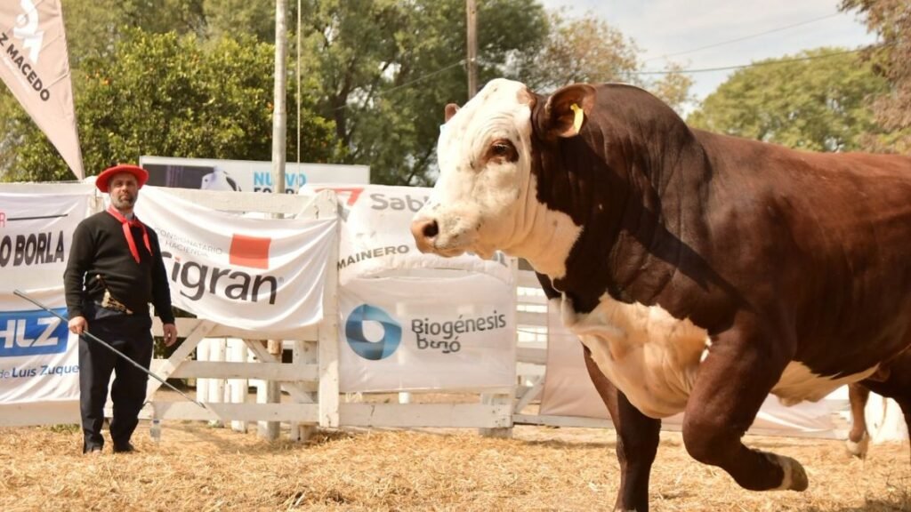 San Justo, capital ganadera: grandes campeones y precios de Brangus, Angus, Hereford, Brahman y Braford