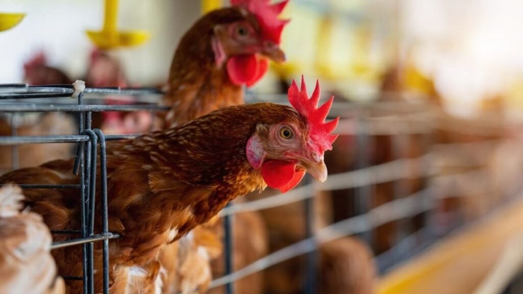 Influenza aviar: detectan un caso en Buenos Aires, pero no afecta al estatus sanitario del país