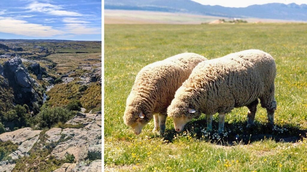 Ganadería en parques nacionales: cómo producir cuidando el ecosistema