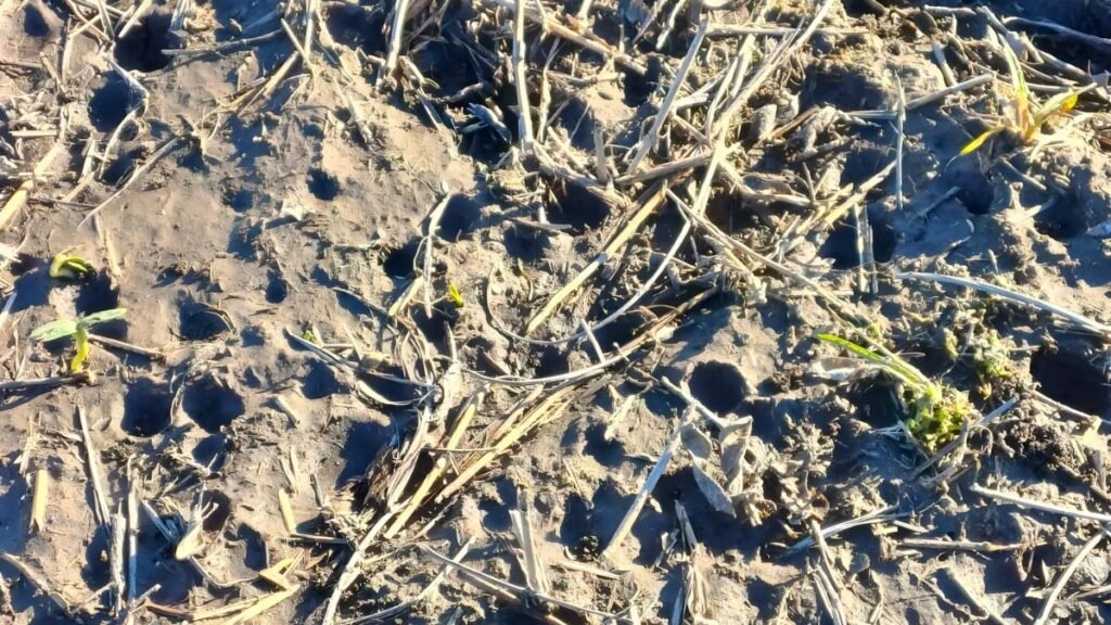 Brutal manga de granizo en el norte de Santa Fe diezmó lotes de girasol