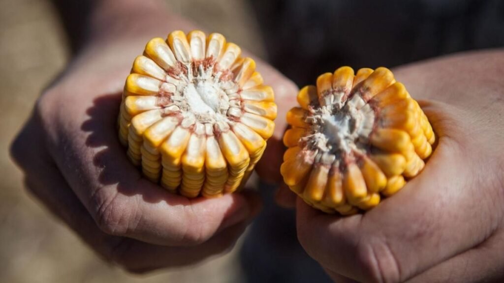 Todo sobre el Congreso Internacional de Maíz 2025: temas clave y oradores