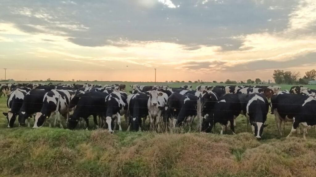 Argentina lidera el crecimiento lechero mundial con un alza del 4,5 % en 2025