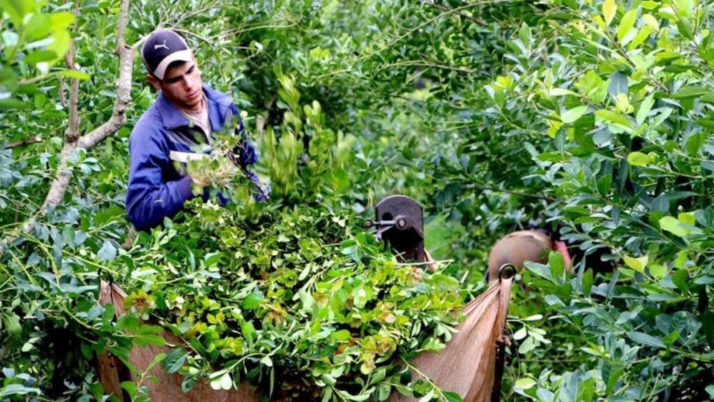 Crisis del sector yerbatero en Misiones: productores exigen la declaración de emergencia